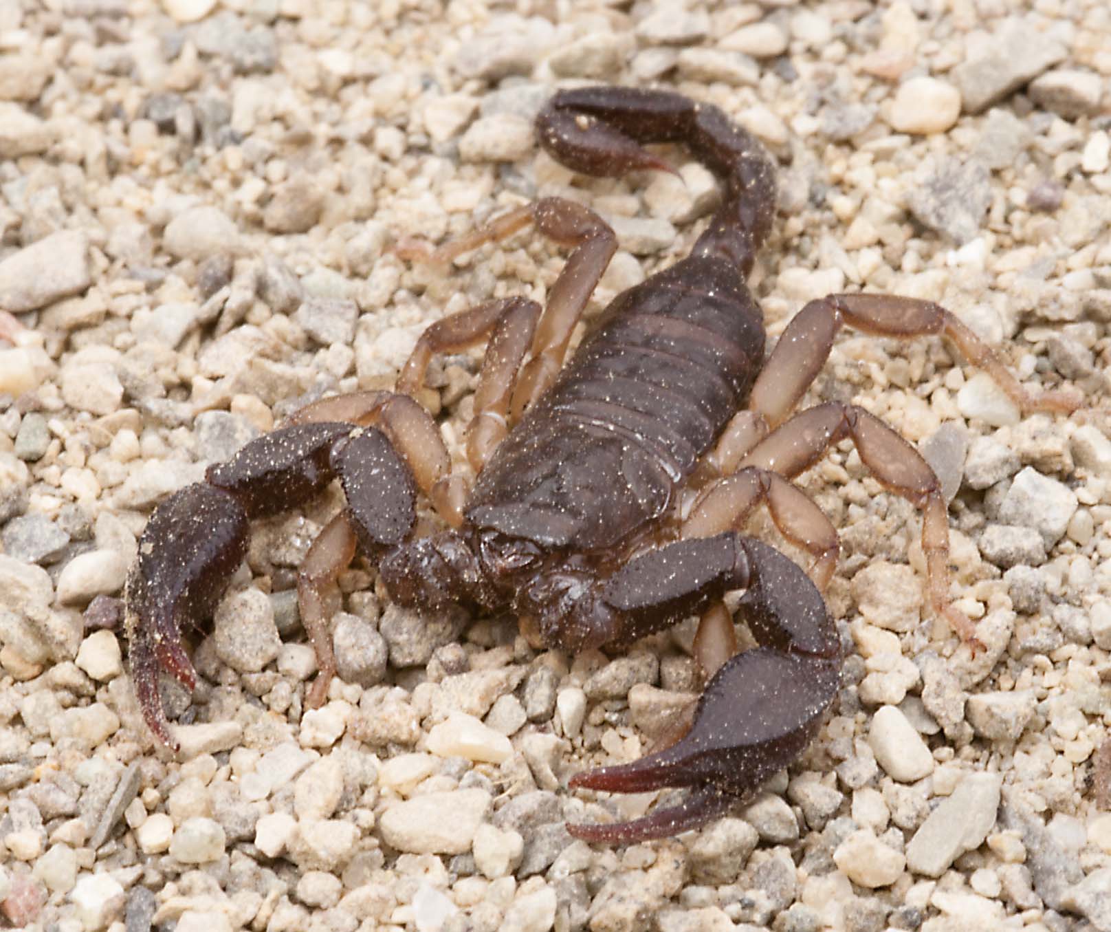 Euscorpius sp.